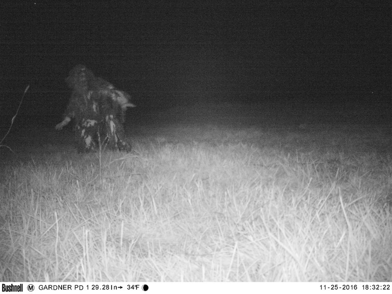 Illustration for article titled Police set up camera to record wildlife, capture shithead teens instead